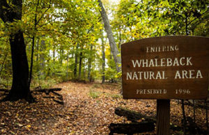 Entering Whaleback Natural Area.