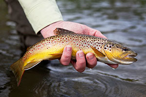 A wild brown trout.